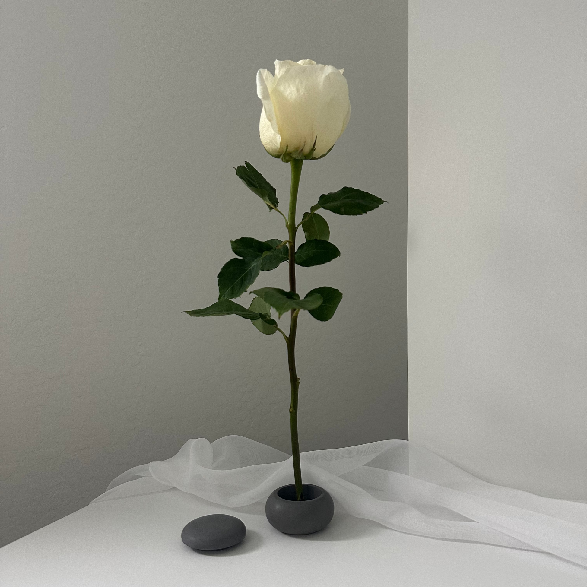 Daisy (single stem)