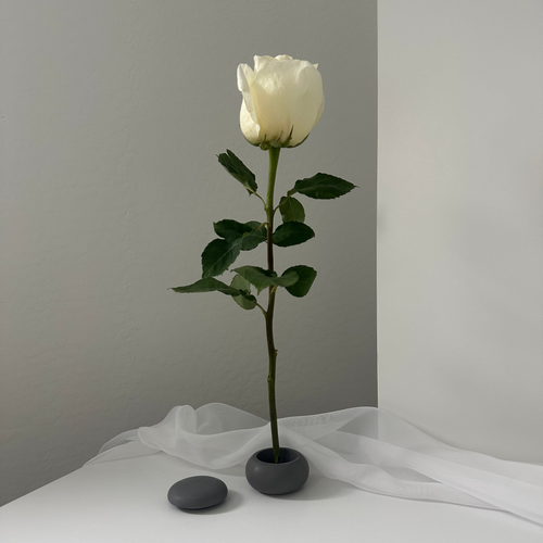 Daisy (single stem)