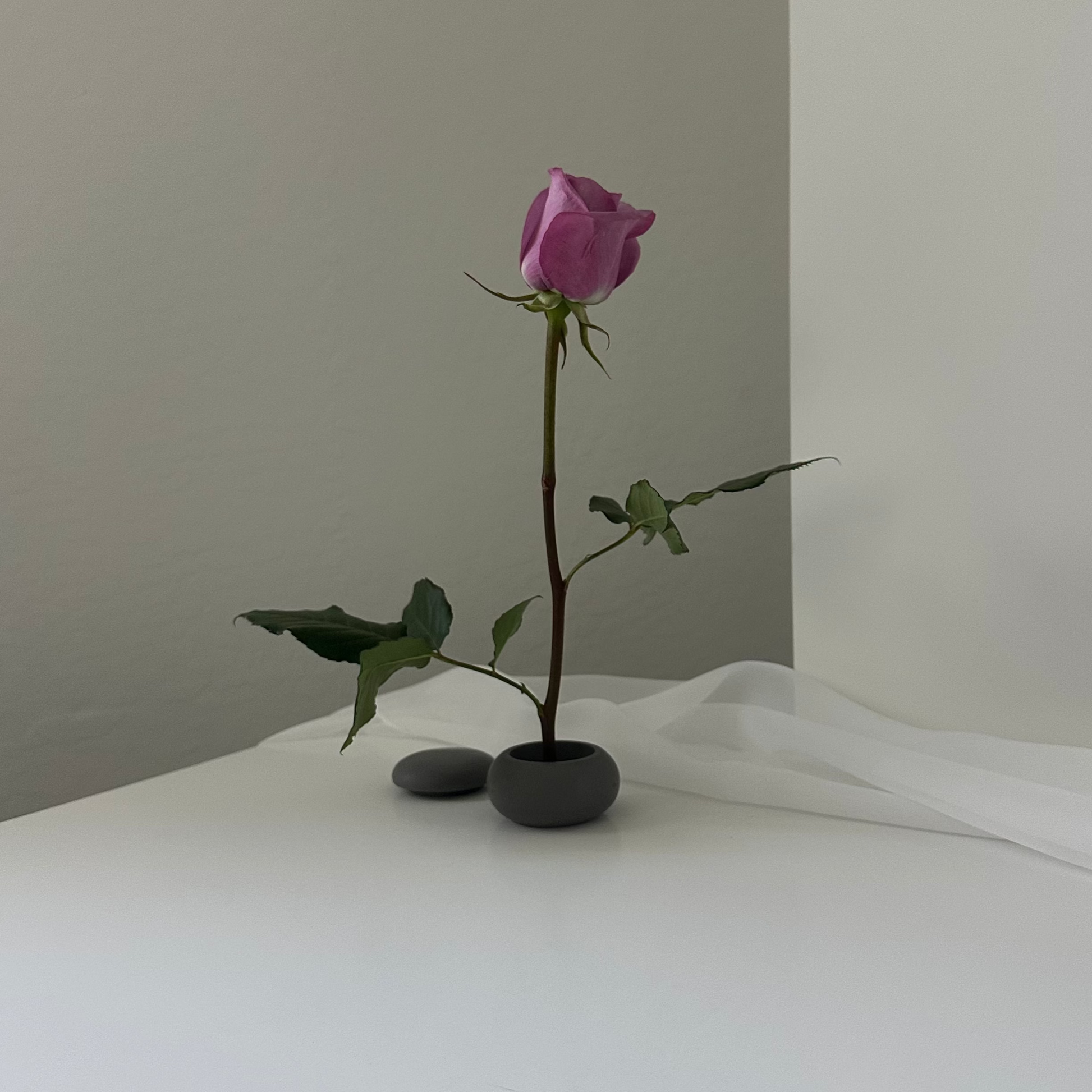 Daisy (single stem)