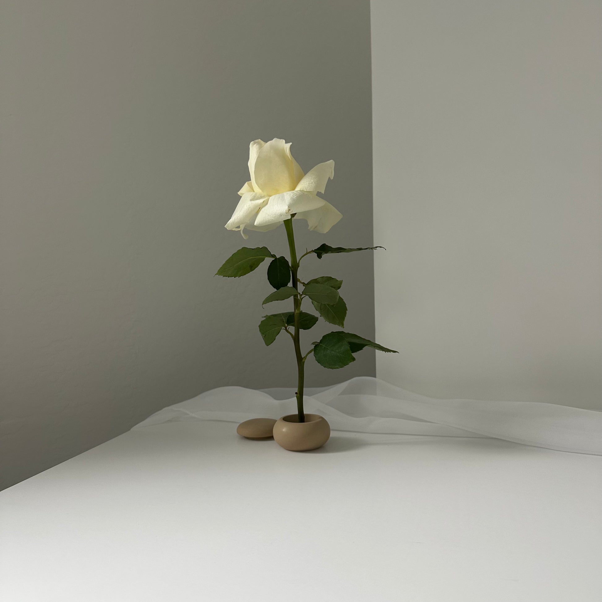 Daisy (single stem)